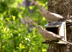 Normal_vogels__vogelhuisje__vogel