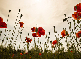 Normal_the-poppy-flower-2025-02-12-10-03-11-utc
